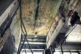 Mold Remediation for Rental Properties in Weissport East, PA